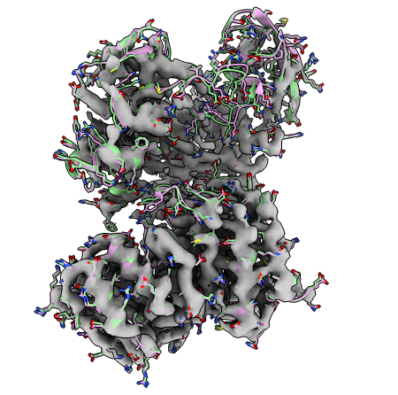 Visualisation of refined model in ChimeraX