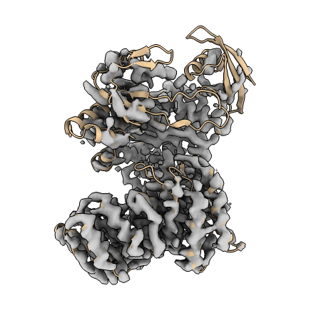 Visualisation of initial model and density in ChimeraX