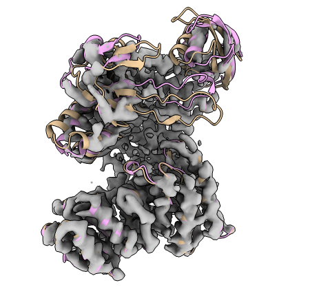 Visualisation of flexible fitting model in ChimeraX